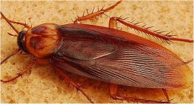 Dedetizadora Baratas