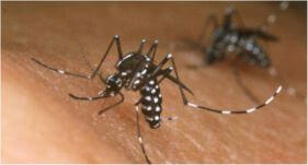 Dedetizadora de Mosquitos