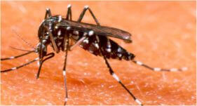 Dedetizadora de Mosquitos