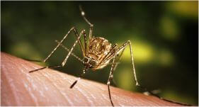 Dedetizadora de Mosquitos