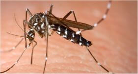 Dedetizadora de Mosquitos