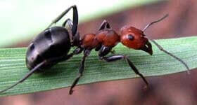 Dedetizadora de Formigas